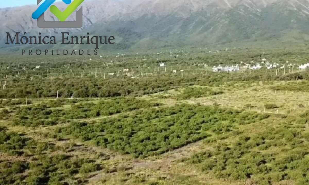 Lote Cortaderas Debora y Martías (10)