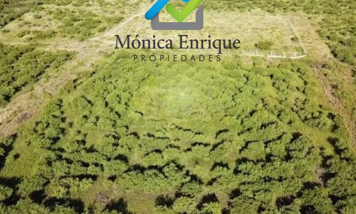 Lote Cortaderas Debora y Martías (11)