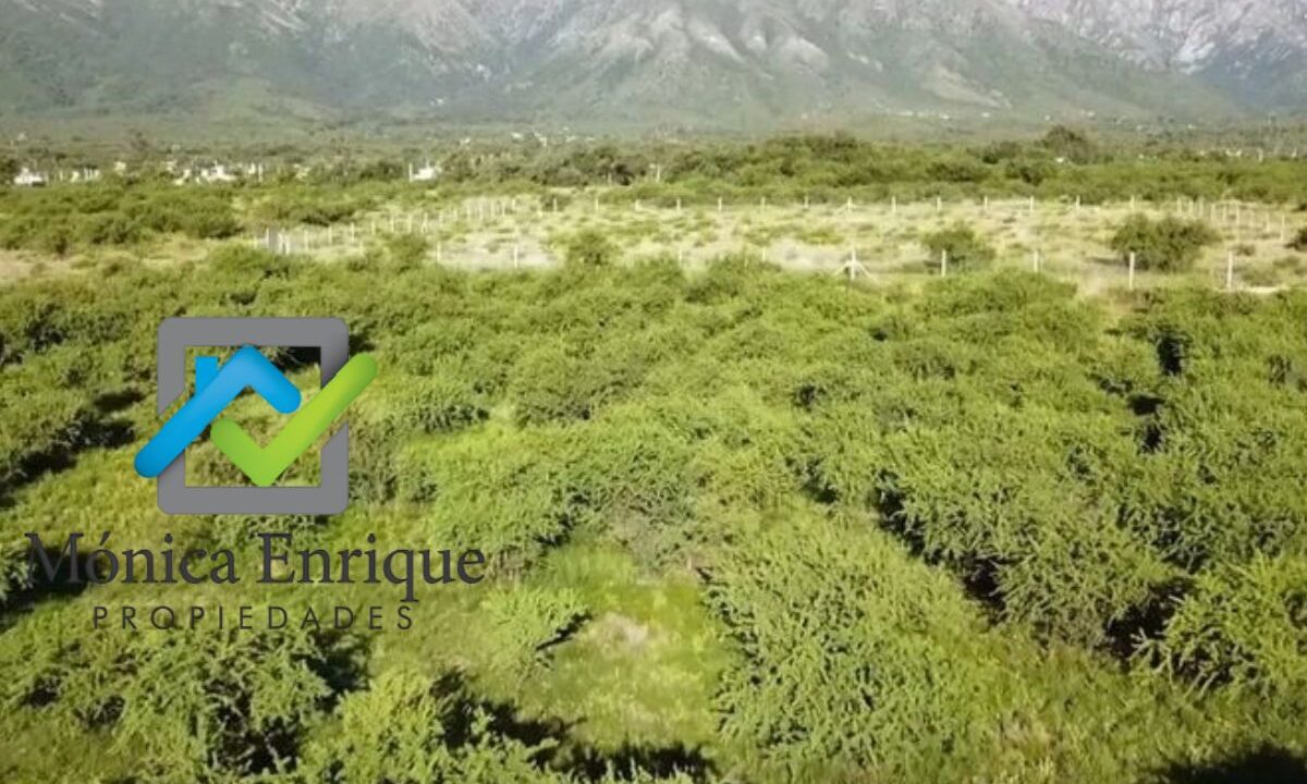 Lote Cortaderas Debora y Martías (12)