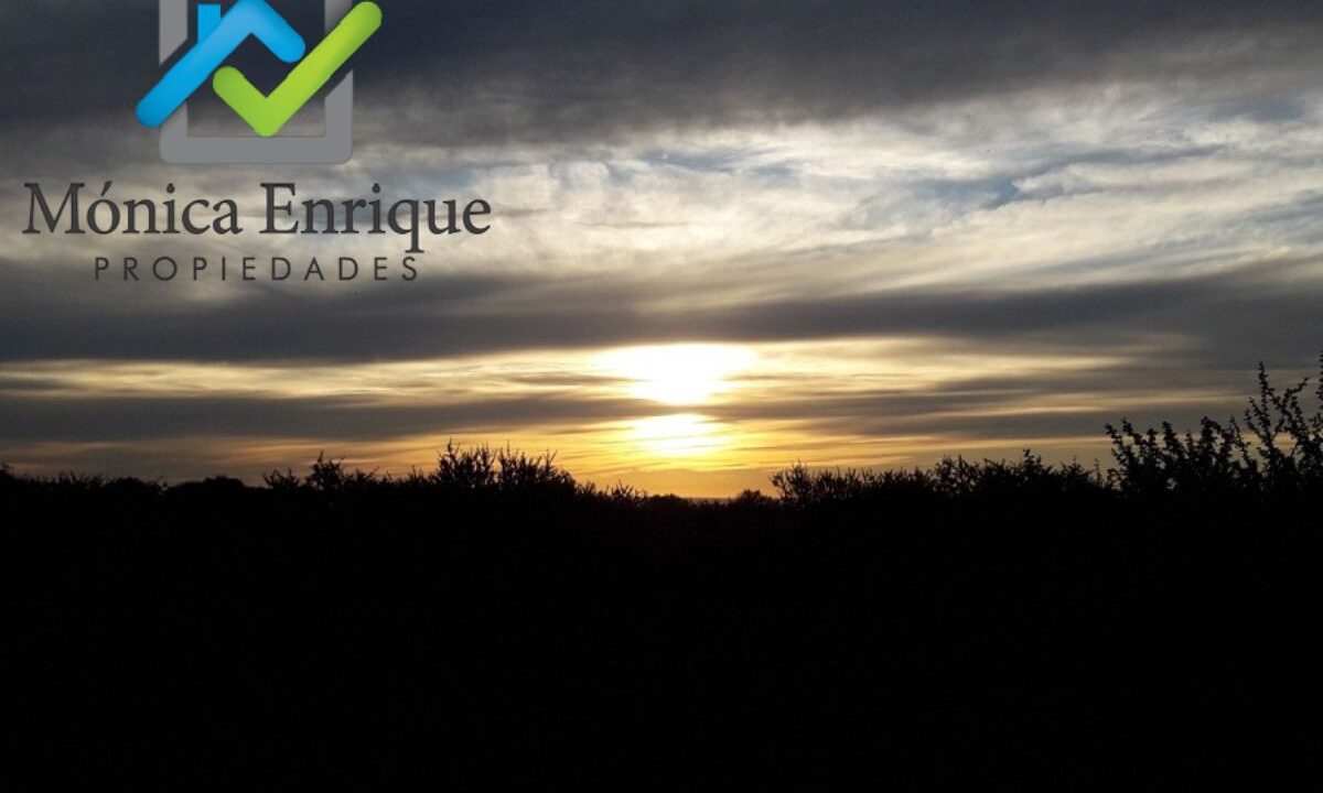 Lote Cortaderas Debora y Martías (3)