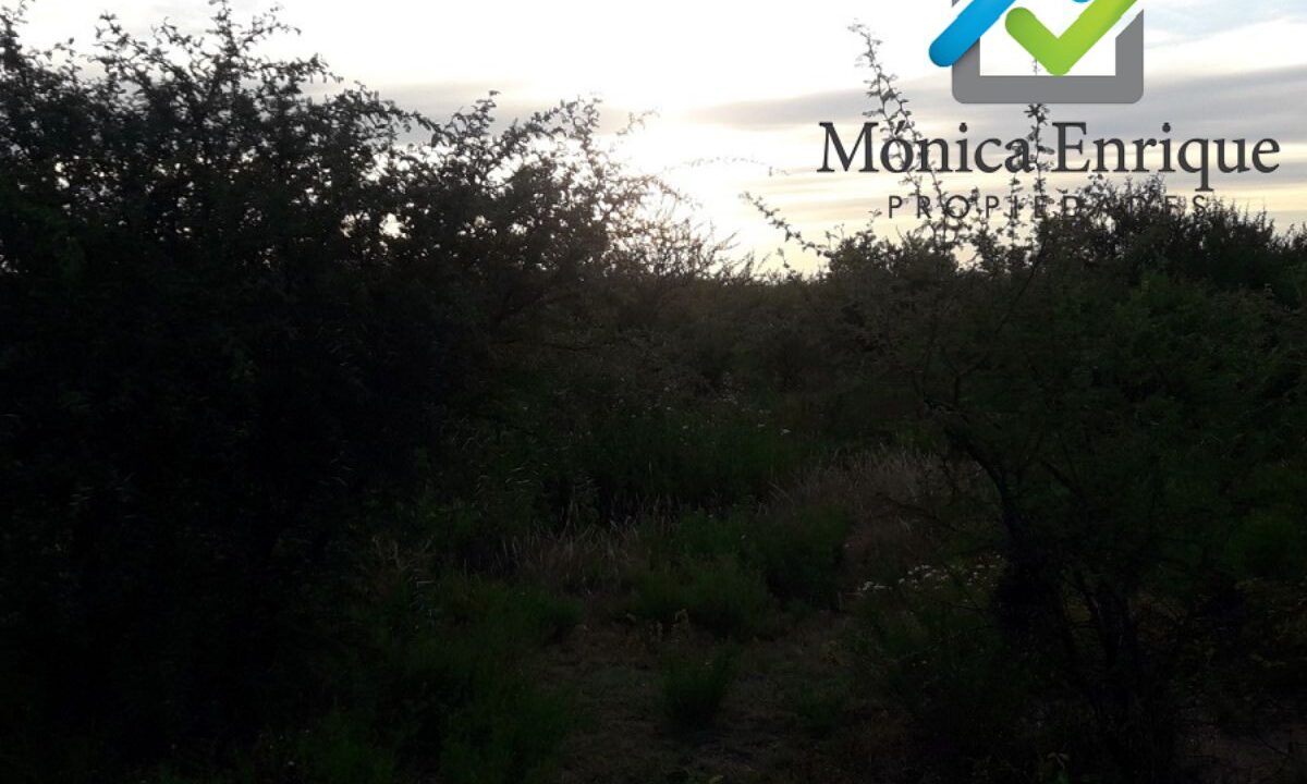 Lote Cortaderas Debora y Martías (4)