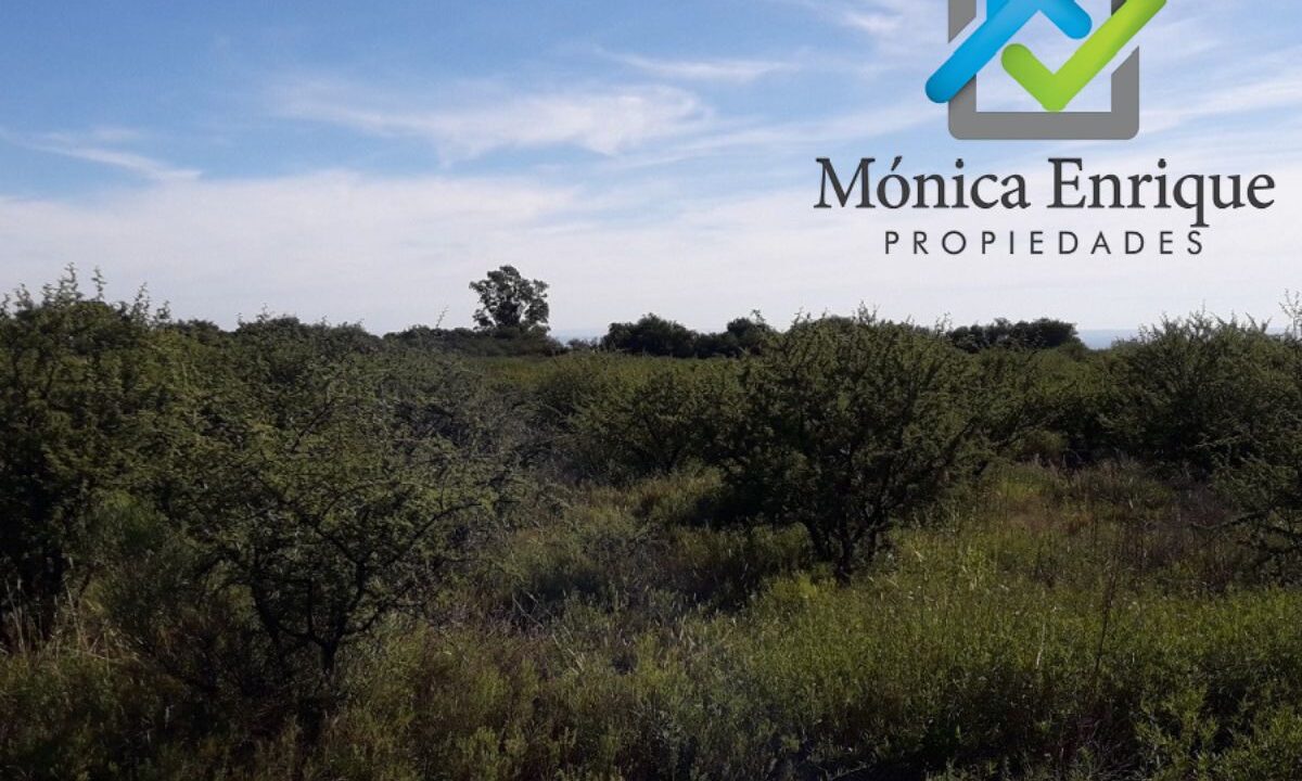 Lote Cortaderas Debora y Martías (6)
