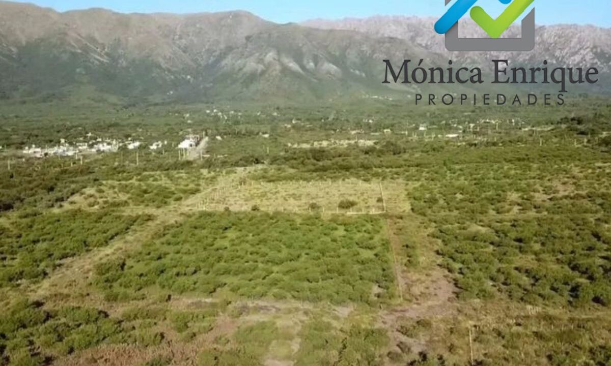 Lote Cortaderas Debora y Martías (9)